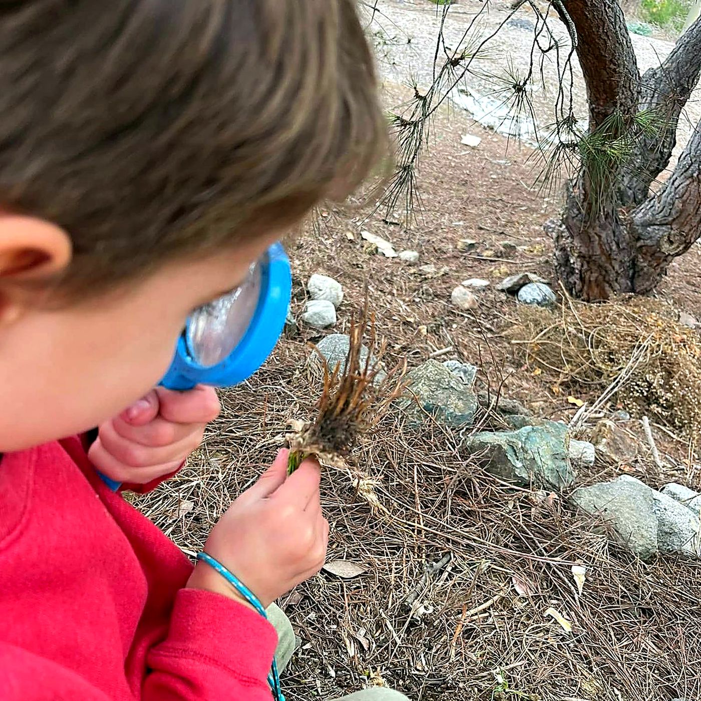 A child examining a plant closely through a magnifying glass under a pine tree